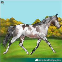 Horse Color:Gray White Spotted Brown