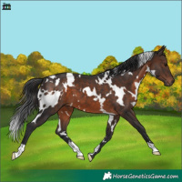 Horse Color:White Spotted Brown 
