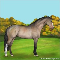Horse Color:Brown Dun Rabicano