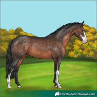 Horse Color:Brown Sabino 