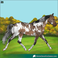 Horse Color:White Spotted Brown Dun 