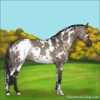 Horse Color:White Spotted Brown Dun 