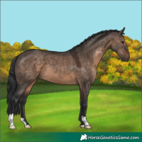 Horse Color:Brown Dun 