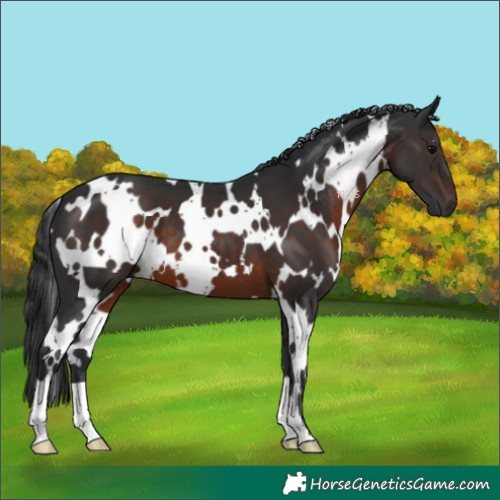 Horse Color:White Spotted Brown 
