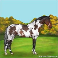 Horse Color:White Spotted Brown Rabicano