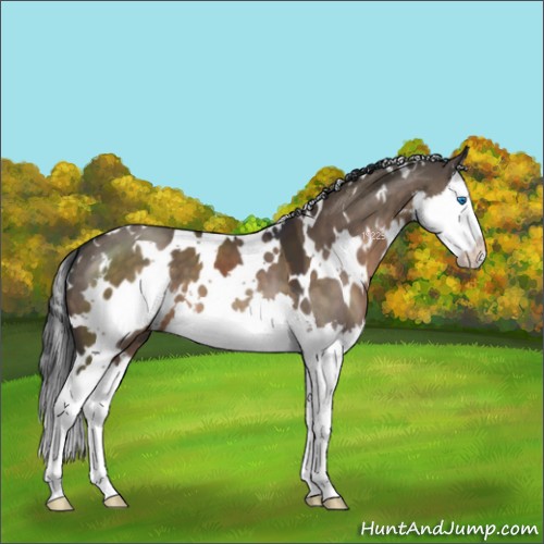 Horse Color:White Spotted Brown Dun Splash