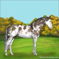 Horse Color:White Spotted Brown Dun Splash