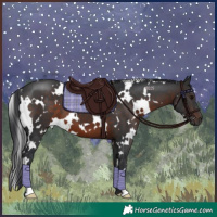 Horse Color:White Spotted Brown