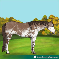 Horse Color:White Spotted Liver Red Dun Rabicano 