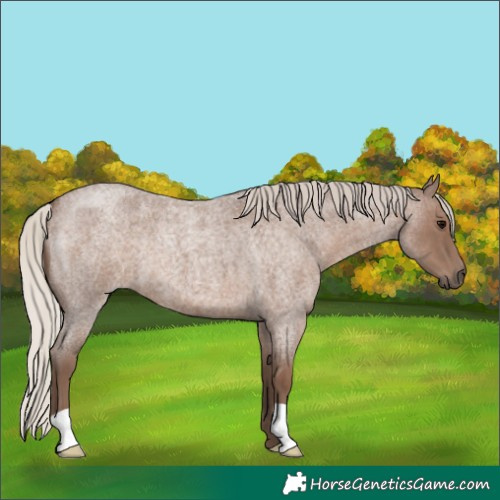 Horse Color:Silver Blue Roan 