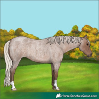 Horse Color:Silver Blue Roan 