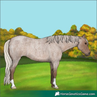 Horse Color:Silver Blue Roan 