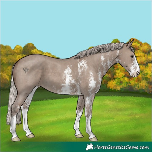 Horse Color:Silver Grullo Sabino 