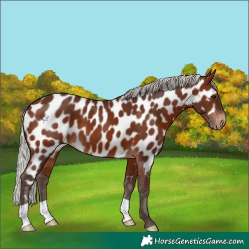 Horse Color:Silver Brown Appaloosa 