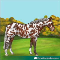Horse Color:Silver Brown Appaloosa