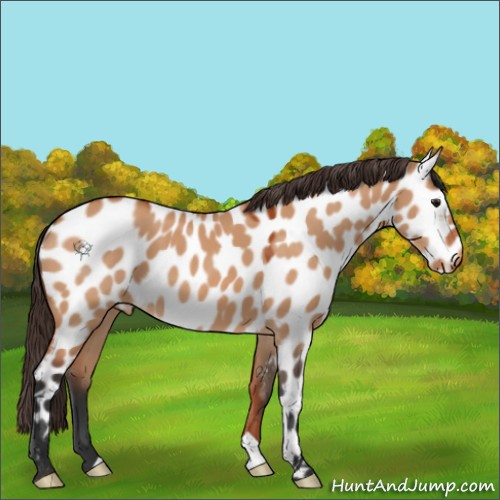Horse Color:Bay Dun Near Leopard 