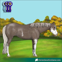 Horse Color:Silver Black Sabino 