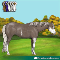 Horse Color:Silver Black Sabino 