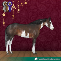 Horse Color:White Spotted Brown 