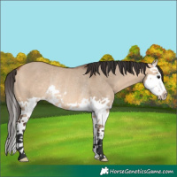 Horse Color:Bay Dun Splash Rabicano