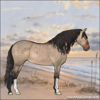 Horse Color:Brown Dun 