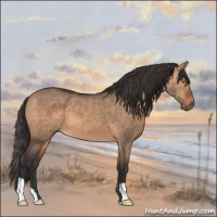 Horse Color:Bay Dun 