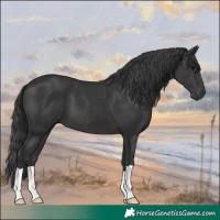 Horse Color:Black 