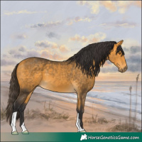 Horse Color:Buckskin 