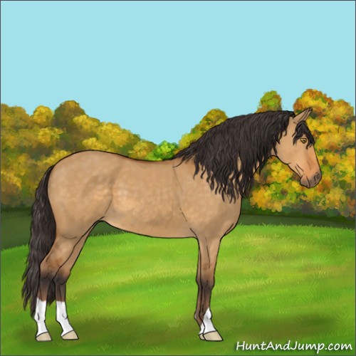 Horse Color:Buckskin Dun 