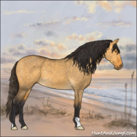Horse Color:Buckskin Dun 