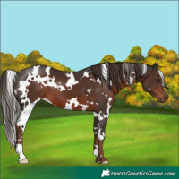 Horse Color:White Spotted Liver Chestnut 