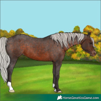 Horse Color:Silver Brown Appaloosa 