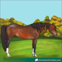 Horse Color:Brown 