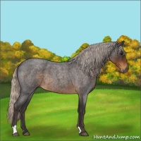 Horse Color:Silver Smoky Blue Roan 