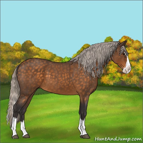 Horse Color:Silver Buckskin Roan Splash 