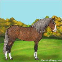 Horse Color:Silver Buckskin Roan Splash 