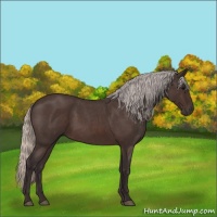 Horse Color:Silver Brown Roan