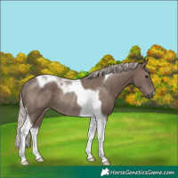 Horse Color:Silver Black Tobiano Rabicano