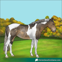 Horse Color:Silver Smoky Black Tobiano Rabicano