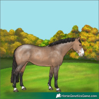 Horse Color:Brown Dun Sabino 