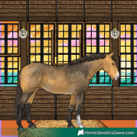 Horse Color:Buckskin Sabino Rabicano 