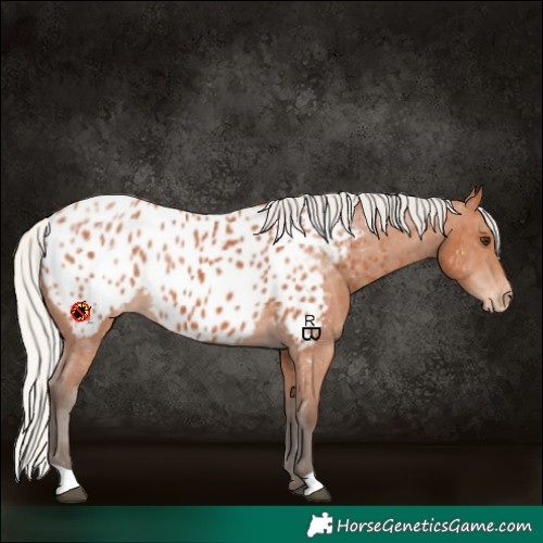 Horse Color:Silver Bay Appaloosa 