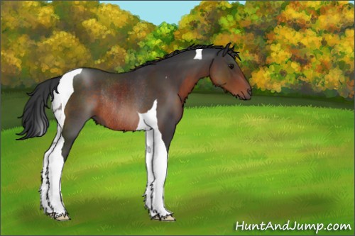 Horse Color:Brown Tobiano Rabicano 
