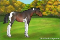 Horse Color:Brown Tobiano Rabicano