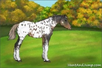 Horse Color:White Spotted Silver Smoky Black Appaloosa 