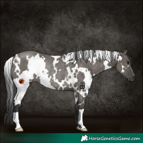Horse Color:White Spotted Grullo Rabicano 