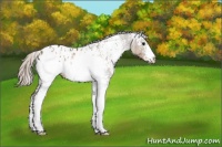 Horse Color:White Spotted Silver Buckskin Sabino Appaloosa 