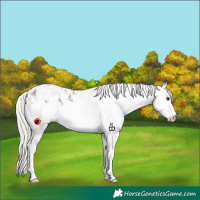 Horse Color:White Spotted Silver Brown Appaloosa 