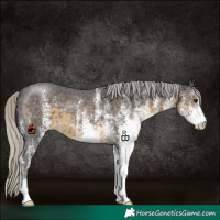 Horse Color:White Spotted Silver Smoky Black 