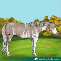 Horse Color:White Spotted Silver Grullo 